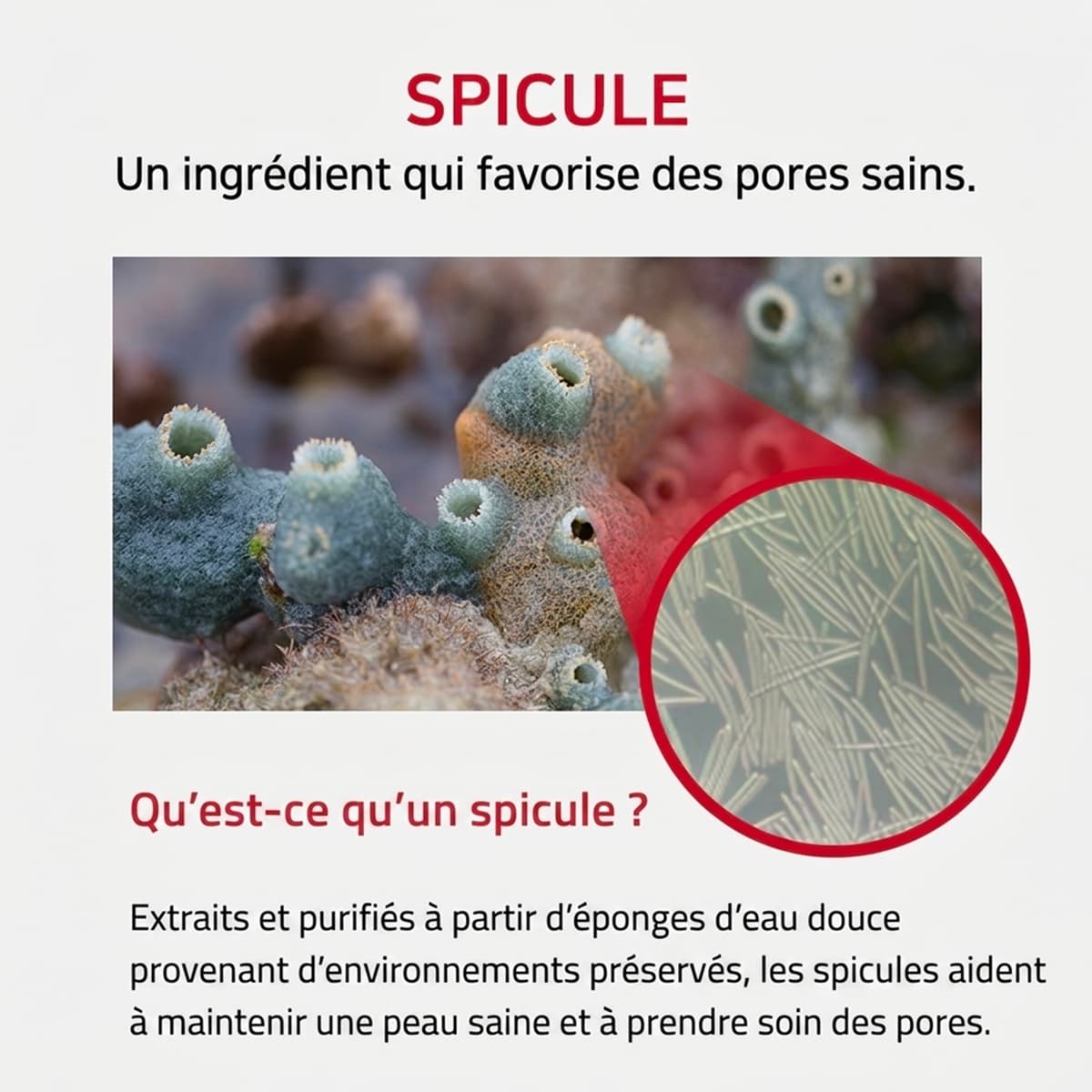 Crème Visage Spicules Rétinol